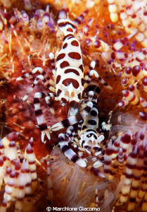 Together
Nikon D200, 60 misro, Twin strobo
Bimar Bay by Marchione Giacomo 